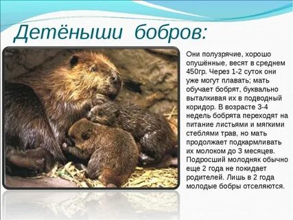 Зеленые страницы 4 класс окружающий о бобрах