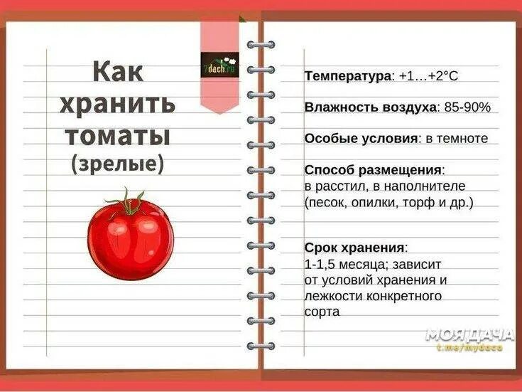 Как хранить помидоры в домашних условиях. Условия хранения помидоров. Условия хранения томатов. Температура хранения томатов. Температура хранения помидоры в холодильнике.