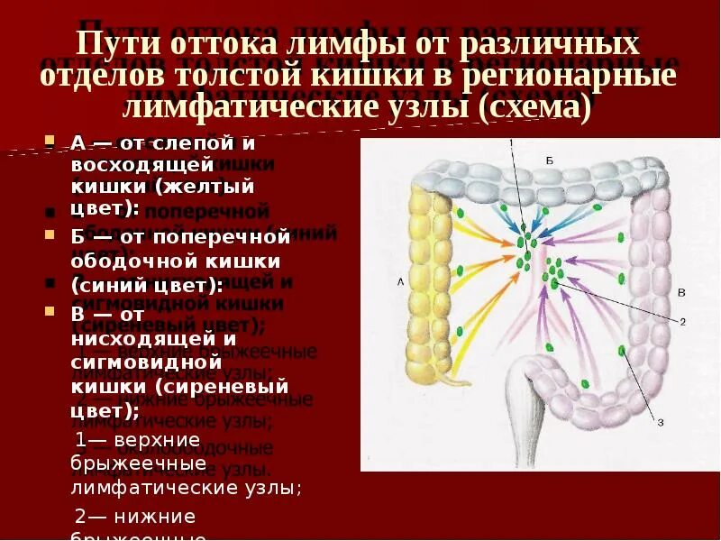 Лимфатический узел прямой кишки. Регионарные лимфоузлы толстой кишки. Тонкая кишка регионарные лимфоузлы. Лимфатическая система ободочной кишки.