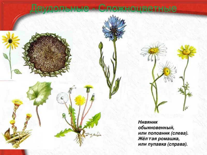 Какой тип питания характерен для нивяника. Семейство Сложноцветные нивяник. Нивяник поповник. Сложноцветные растения нивяник. Нивяник обыкновенный плод.