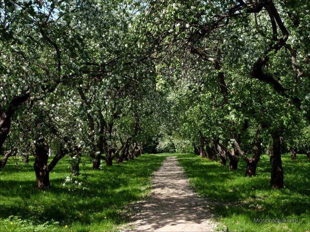 цветущий яблоневый сад весной. яблоневая аллея красногорск. северное тушино парк яблони. яблоневая аллея москва. аллея цветущих яблонь.