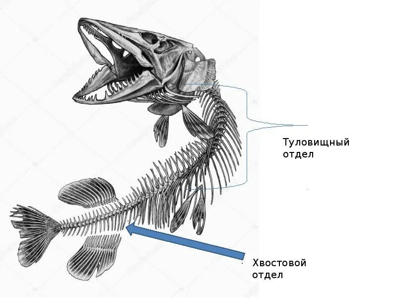 В позвоночнике 2 отдела туловищный и хвостовой. Скелет хвостового отдела. Хвостовой отдел. Рыба туловищный отдел и хвостовой. Хвостовой отдел у рыб.