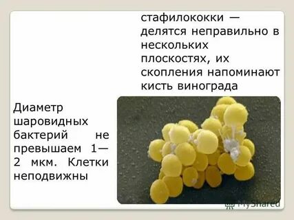 Скопления бактерий напоминающие внешне грозди винограда называются