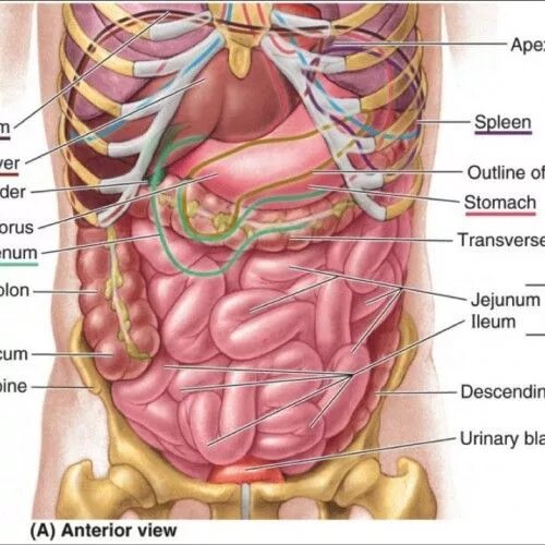 Органы живота. Внутренние органы брюшной полости. Внутренние органы живота человека. Строение брюшной полости женщины.