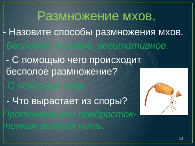 Размножение мхов. Тонкая зеленая нить развивающаяся из споры. Из споры развивается зелёная нить. Размножение с помощью спор мхи. Нить развивающаяся из споры