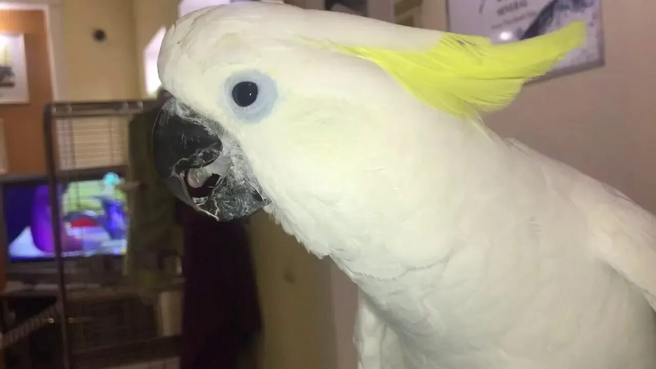 попугай какаду розовый молуккский. сколько попугай какаду. попугай какаду хохлатый. сколько попугай какаду. попугай какаду.