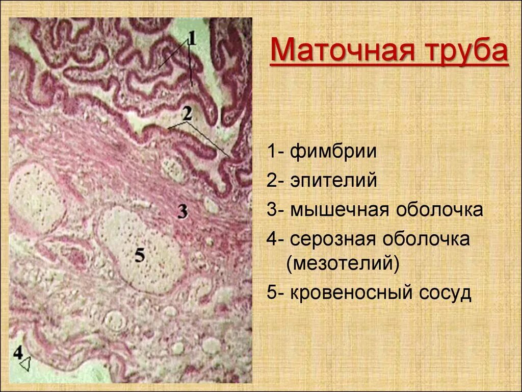 Слизистая стенок матки. Оболочки маточной трубы гистология. Строение яйцевода гистология. Строение стенки маточной трубы гистология. Строение маточной трубы гистология.