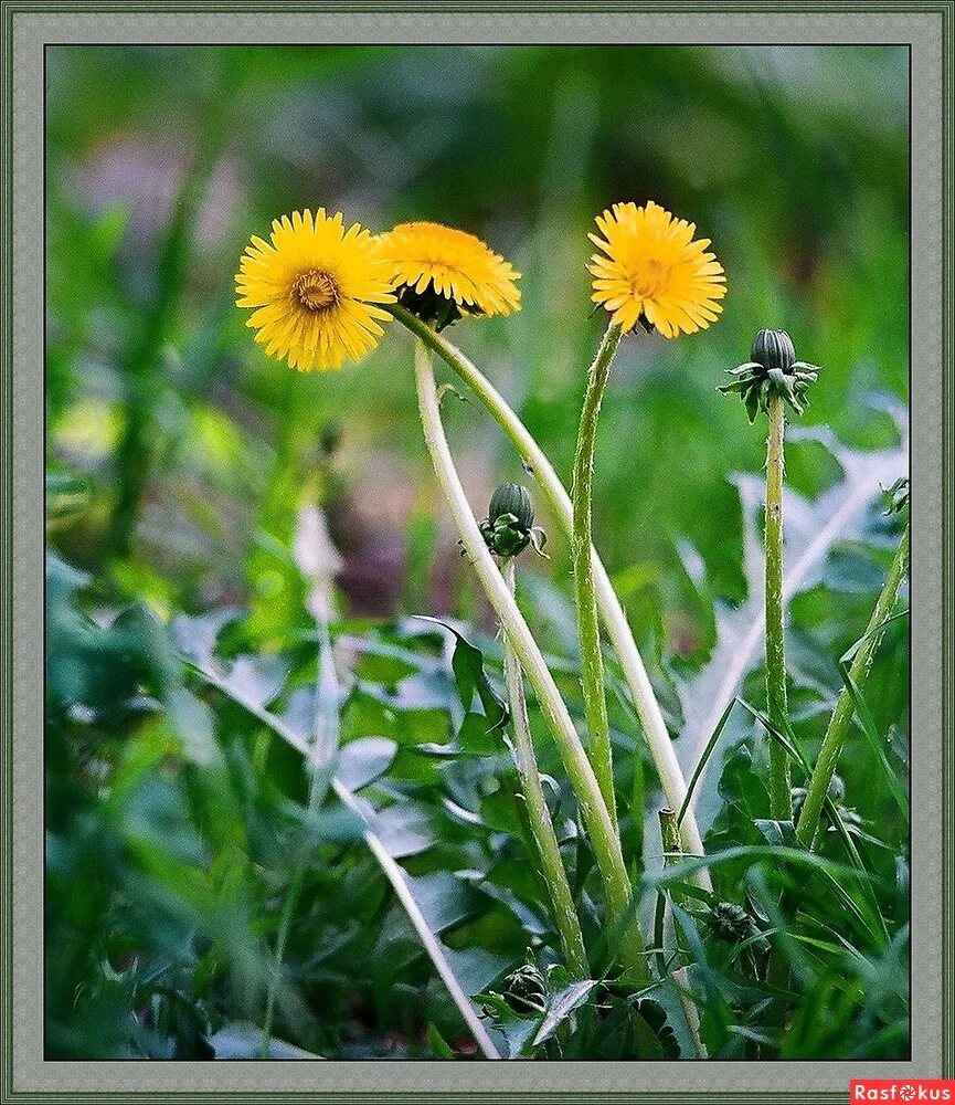 молодые одуванчики. одуванчик тувинский. одуванчик желтый. одуванчик полевой лекарственный. соцветие кульбаба.