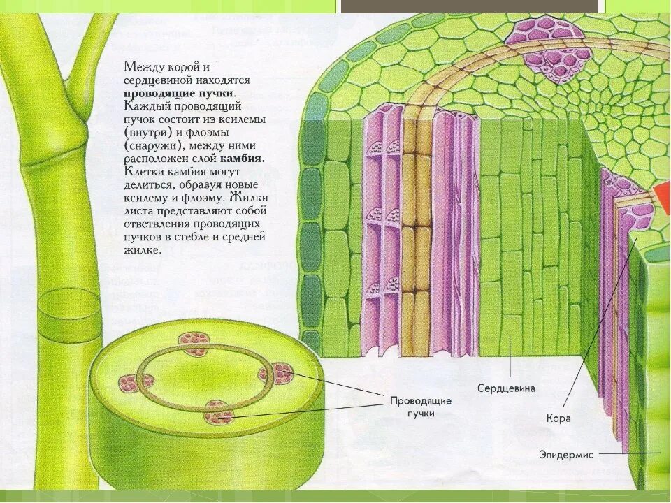 Проводящие ткани Ксилема растений Ксилема. Растительные ткани Ксилема флоэма. Камбий и флоэма. Строение стебля Ксилема и флоэма. Флоэма рисунок