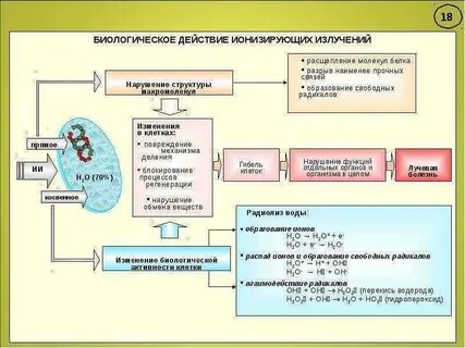 Действие ионизирующего излучения на биологические объекты