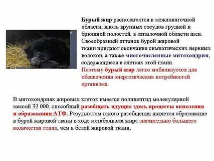 Бурый жир