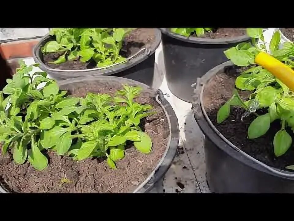 Петунии-рассада-в горшках. Когда высаживать петунию в открытый грунт. Корни петунии. Петуния риманжетта. Петуния, циния, фоксы,.