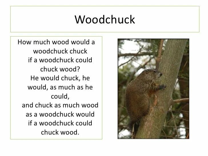 How much Wood would a Woodchuck Chuck скороговорка. Chuck Wood скороговорка. Скороговорка how much Wood would. How much Wood would a Woodchuck Chuck if a Woodchuck could Chuck Wood.