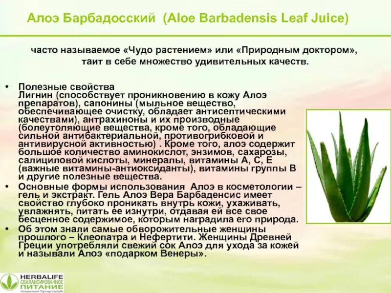 Aloe vera применение. Алоэ барбаденсис описание. Алоэ барбаденсис растение.