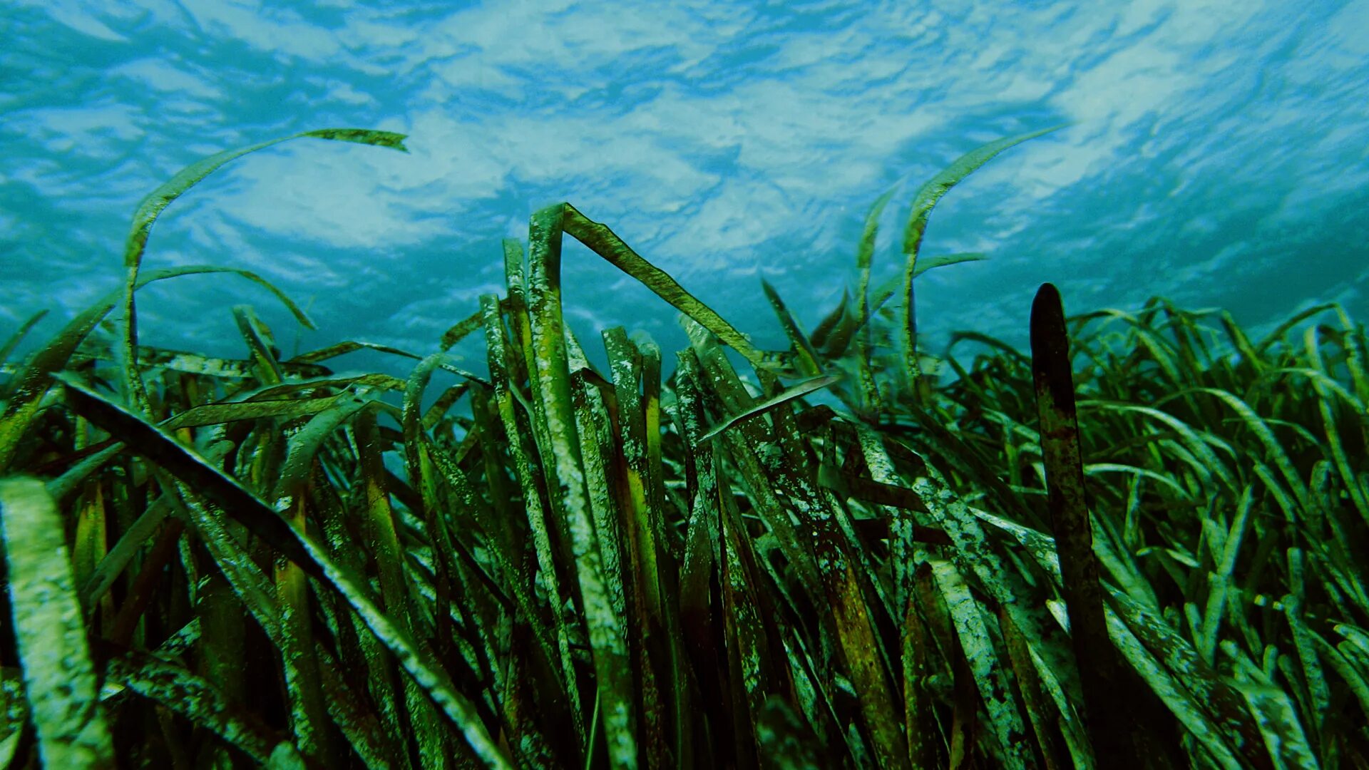 Морские водоросли ламинария. Водоросль морская капуста ламинария. Ломаниря Марское капус. Бурые водоросли ламинария.