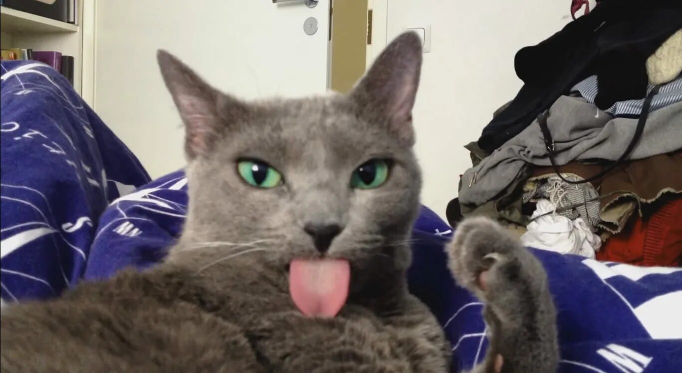Tinycat video