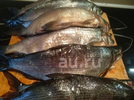 Пелядь рыба вкусная