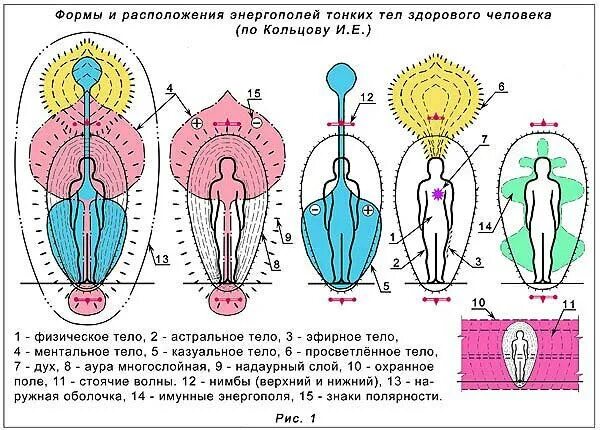 Гермафродит как выглядит органы человека схема. Структура тонких тел человека. астральное тело человека астральное тело человека. строение энергетических тел человека. анатомия тонких тел человека.