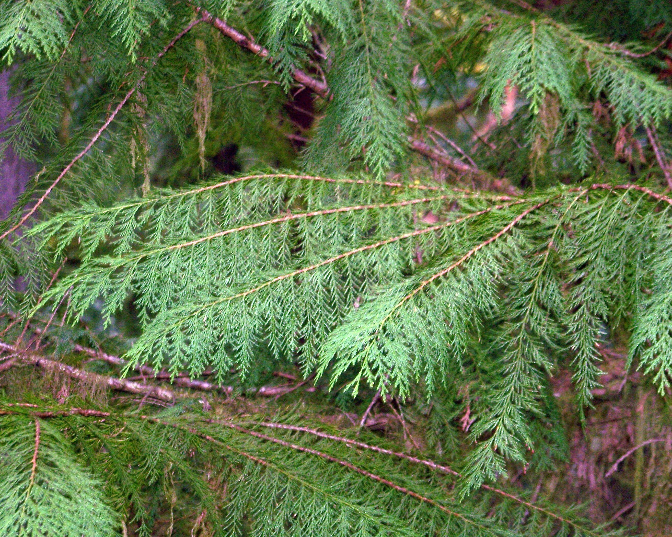 Кипарисовик Лоусона lawsoniána. Кипарисовик обыкновенный. Кипарис вечнозеленый (Cupressus sempervirens). Красный кипарисовик. Семейство хвойных