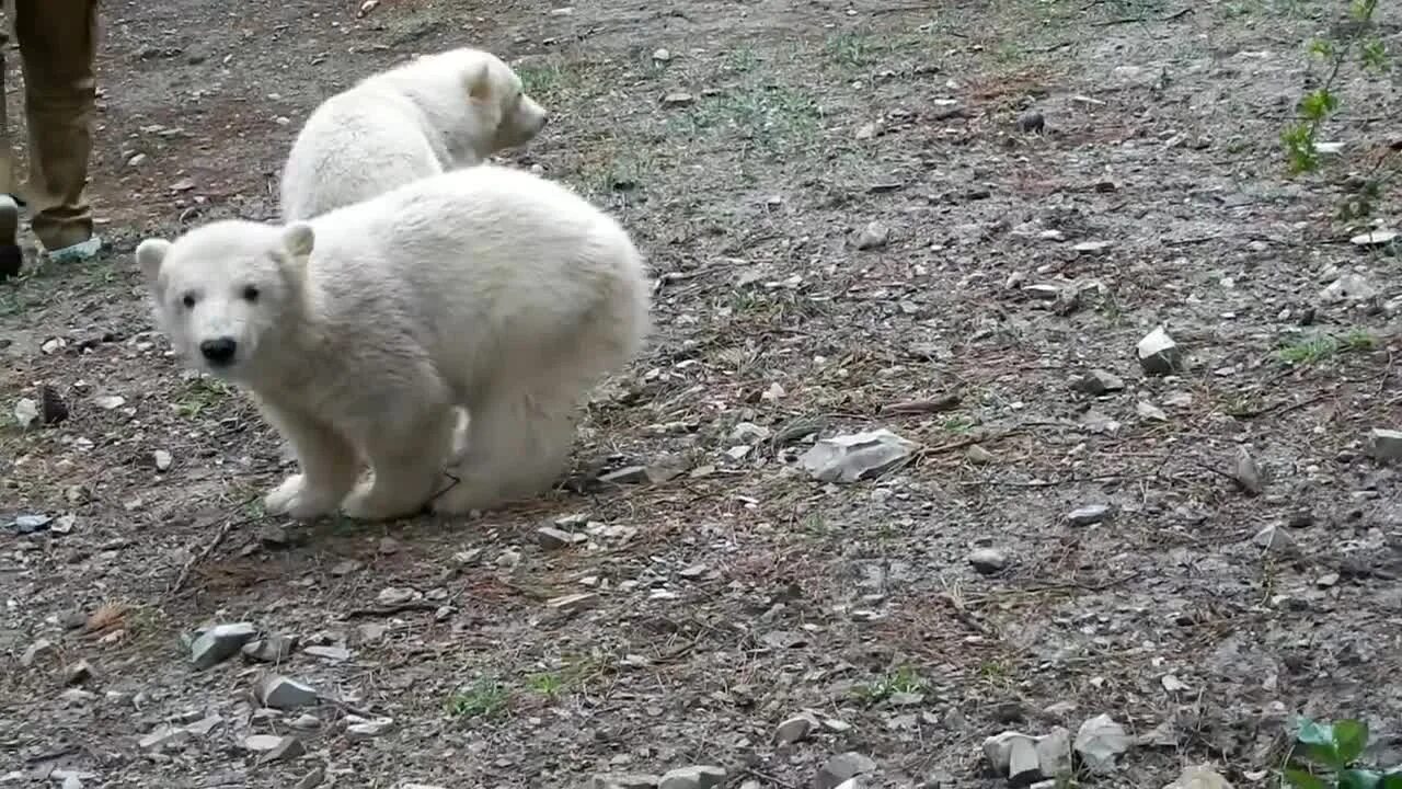 Живого медведя видео. Белый мишка Красноярск концерта. Белые медведи Красноярск армия. Красноярск медведь искусственный в парке.