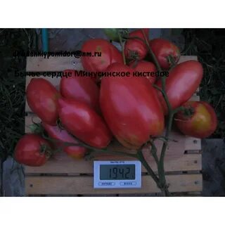 Минусинские томаты бычье сердце отзывы
