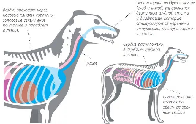 Дыхательная система собаки анатомия. Дыхательная система собаки схема. Система органов дыхания собаки легкие. Строение дыхательной системы млекопитающих.