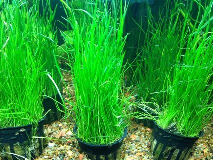 Micro plants