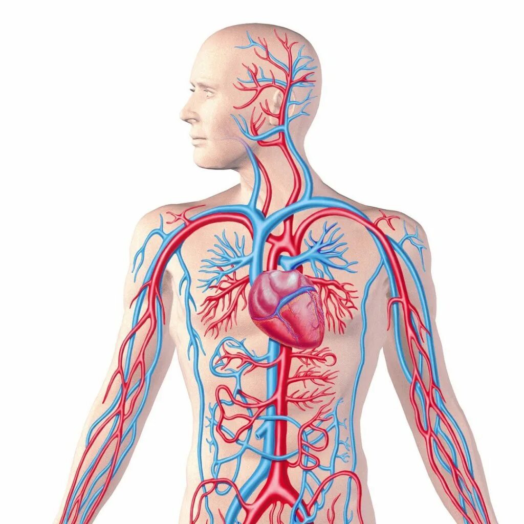Circulatory system