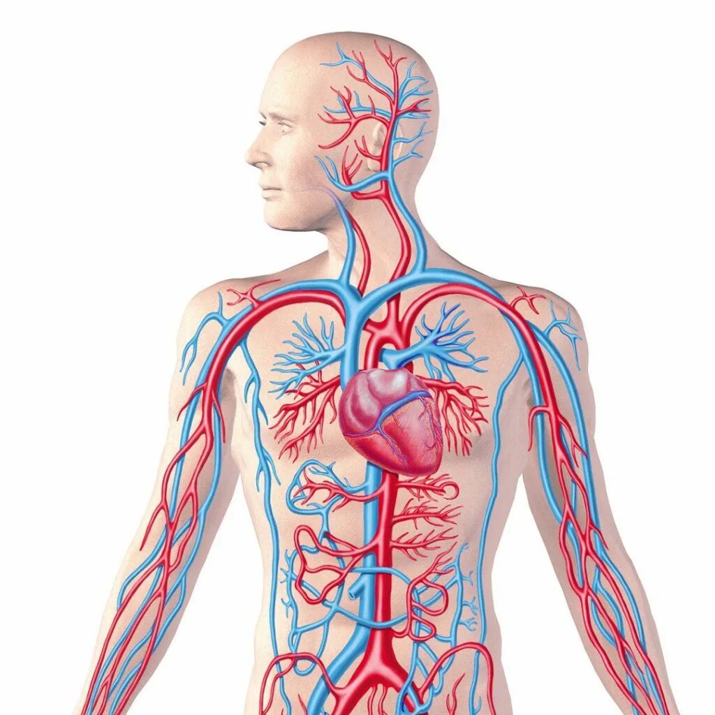 Сердечно-сосудистая система человека. Кровеносная система. Сосудистая система человека анатомия. Расширение сосудов в организме