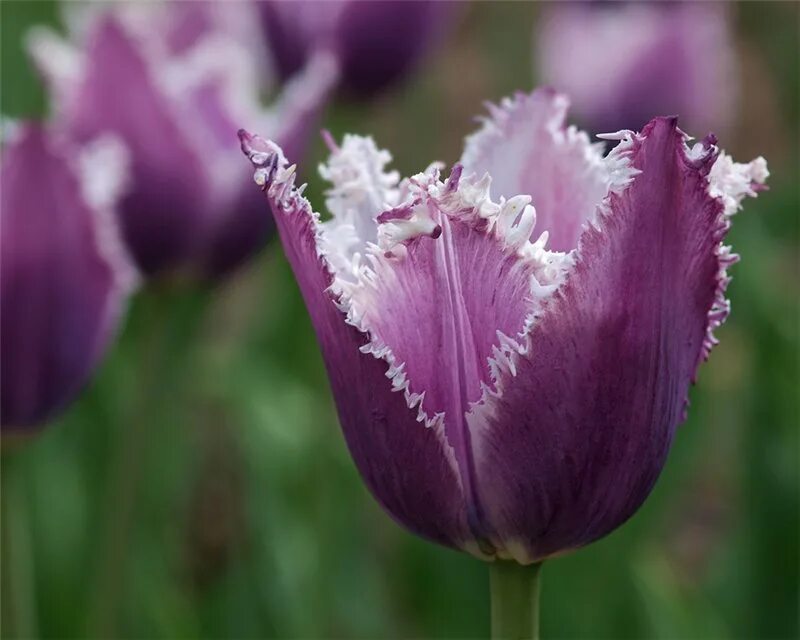 Тюльпан даззлинг сенсейшен. Тюльпан пурпл блэк. Тюльпан триумф дип перпл. Тюльпан виолет прана. Тюльпан лаптоп.