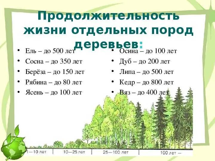 Продолжительность жизни деревьев дуб береза. Срок жизни деревьев таблица. Продолжительность деревьев таблица. Длительность жизни деревьев в таблице. Средний срок жизни дуба составляет около пятьсот