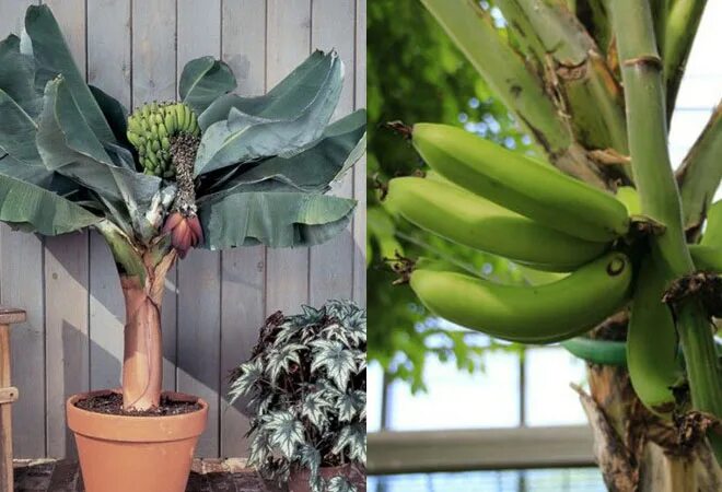 Как растут бананы. Вырастить банан. Банан в квартире. Выращивание бананов в России.