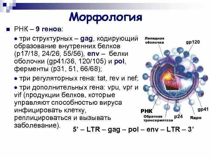 Определить какова будет последовательность вирусного белка