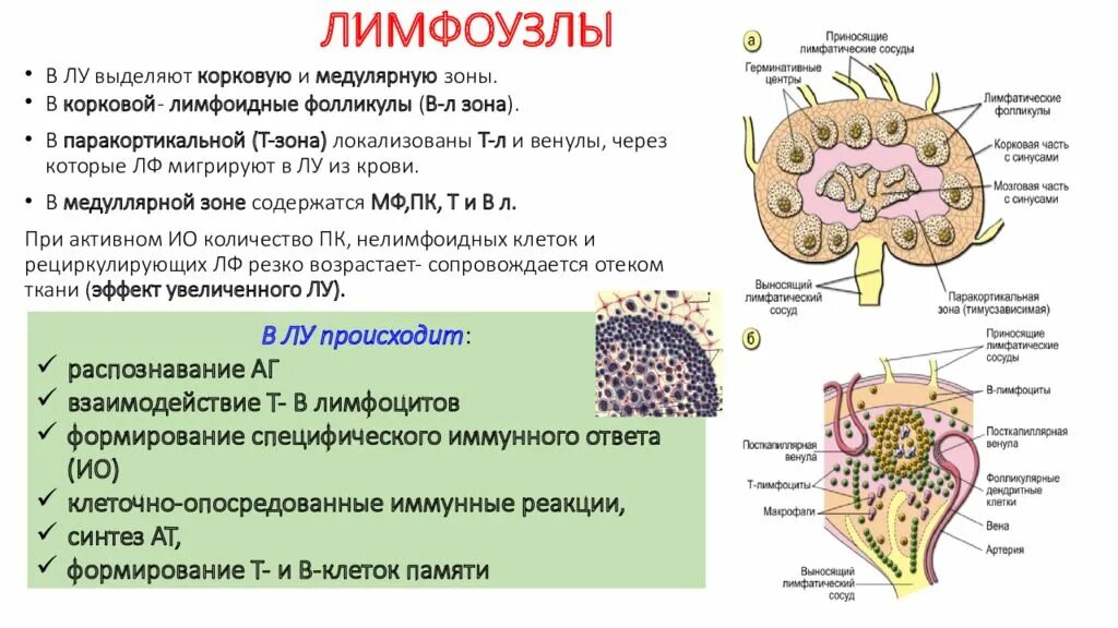 Находится в фолликуле. Строение фолликула лимфатического узла. Строение фолликула лимфоузла. Состав фолликулов лимфатического узла клетки. Строение лимфатического узла иммунология.