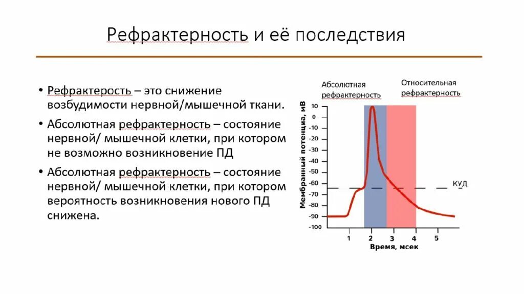 График рефрактерности физиология. Фазы рефрактерности. Рефрактерность это в физиологии. Относительная рефрактерность. Рефрактерный период и его роль