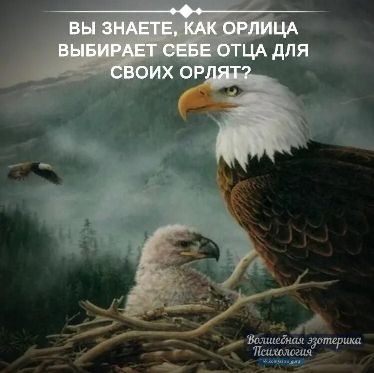 Как орлица выбирает себе орла. Как орлица выбирает себе. как орлица выбирает себе отца для своих орлят. орел и орлица.