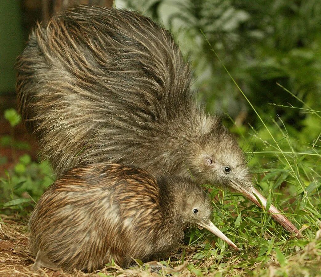 Киви птица. Киви птица. Северный бурый киви. Нелетающие птицы киви. Птица киви в австралии.