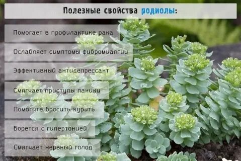 Родиола розовая инструкция по применению