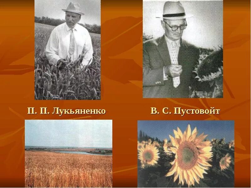 Труженики Кубани Пустовойт. Пустовойт Лукьяненко. Труженики полей п п Лукьяненко. Труженики кубани 3 класс кубановедение