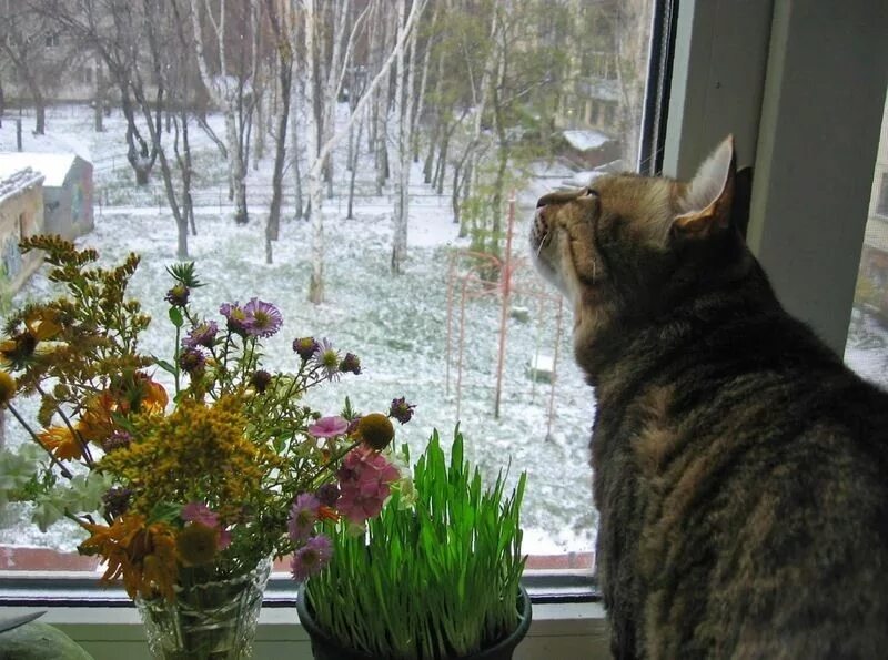 Воздухе пахнет весной ты как всегда холодна. Весеннее тепло. Кот ждет весну.