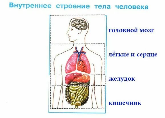 На рисунке показано внутреннее. Модель внутреннего строения человека. Модель аппликация строение человека. Аппликация строение тела человека. Модель аппликация внутреннее строение тела человека.