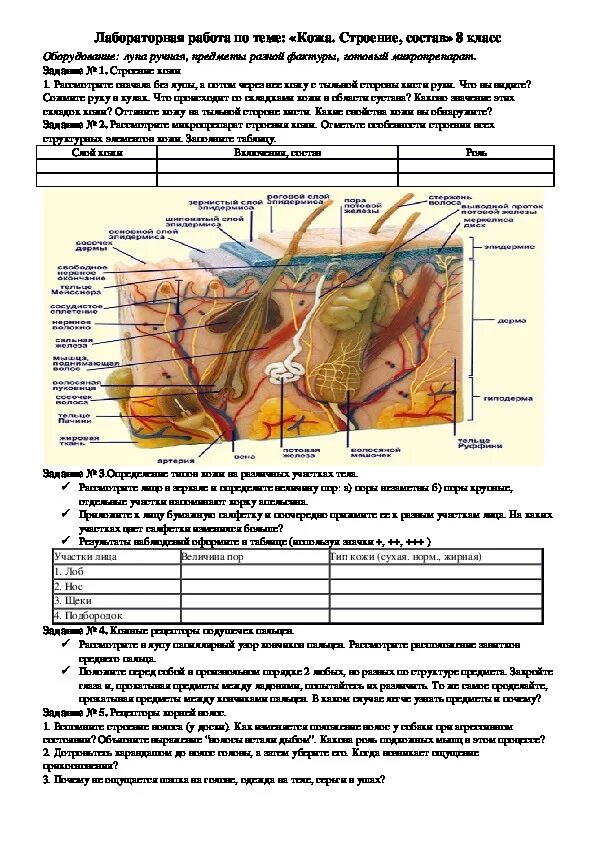 Лабораторная работа по теме "Кожа" 8 класс