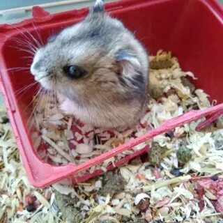 Когда можно продать хомяк коин