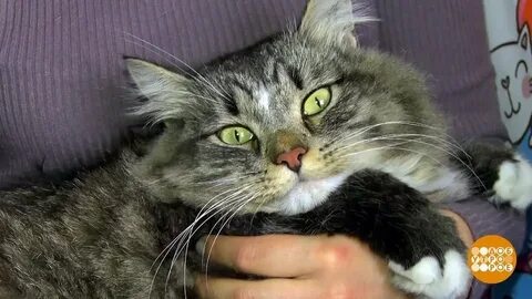 Фрагмент кошки