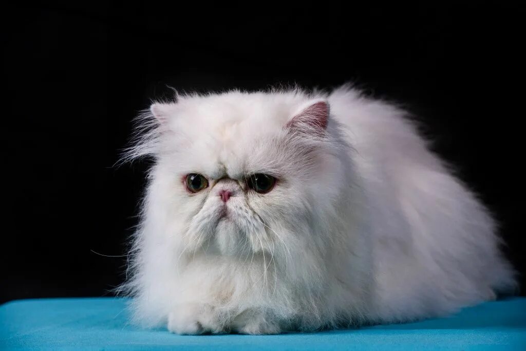 Королевский персидский кот. Персидская вислоухая кошка. Персидские котята. Персидская голубая кошка