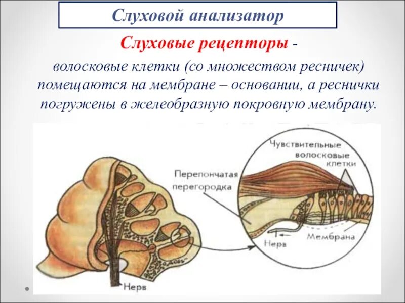 Где рецепторы слухового анализатора