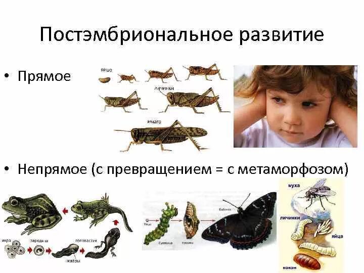 Прямое и непрямое развитие примеры. Прямое и непрямое развитие примеры