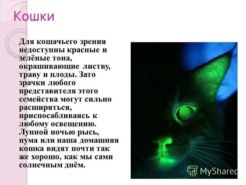 Каким цветом видят кошки окружающий мир. Зрение кошек в темноте. кошки различают цвета. зрение кошек. зрение глазами кошки.