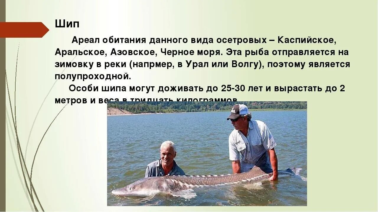 Белуга ареал. Ареал обитания осетра. Ареал обитания осетра в россии на карте. Севрюга ареал обитания. Ареал обитания осетровых рыб.