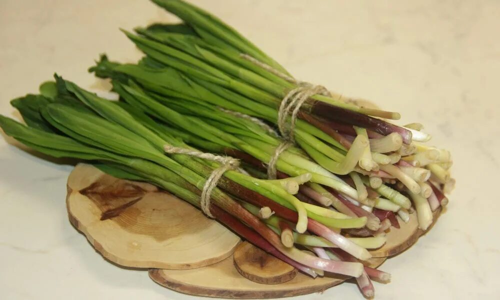 Черемша свойства. Черемша садовая. Черемша побеги. Дикий лук-порей черемша. Черемша.